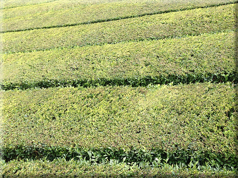 foto Laghi di Sao Miguel